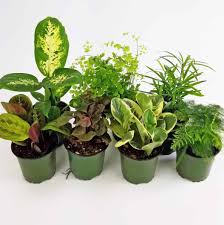 683e16a374d7c71cee6e3444_assortedplants_1754068622495.jpeg