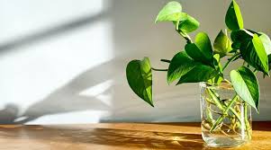 Propagation-60888177-229f-42df-97ee-f96b91480356.jpeg
