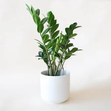 ZZPlant.jpeg