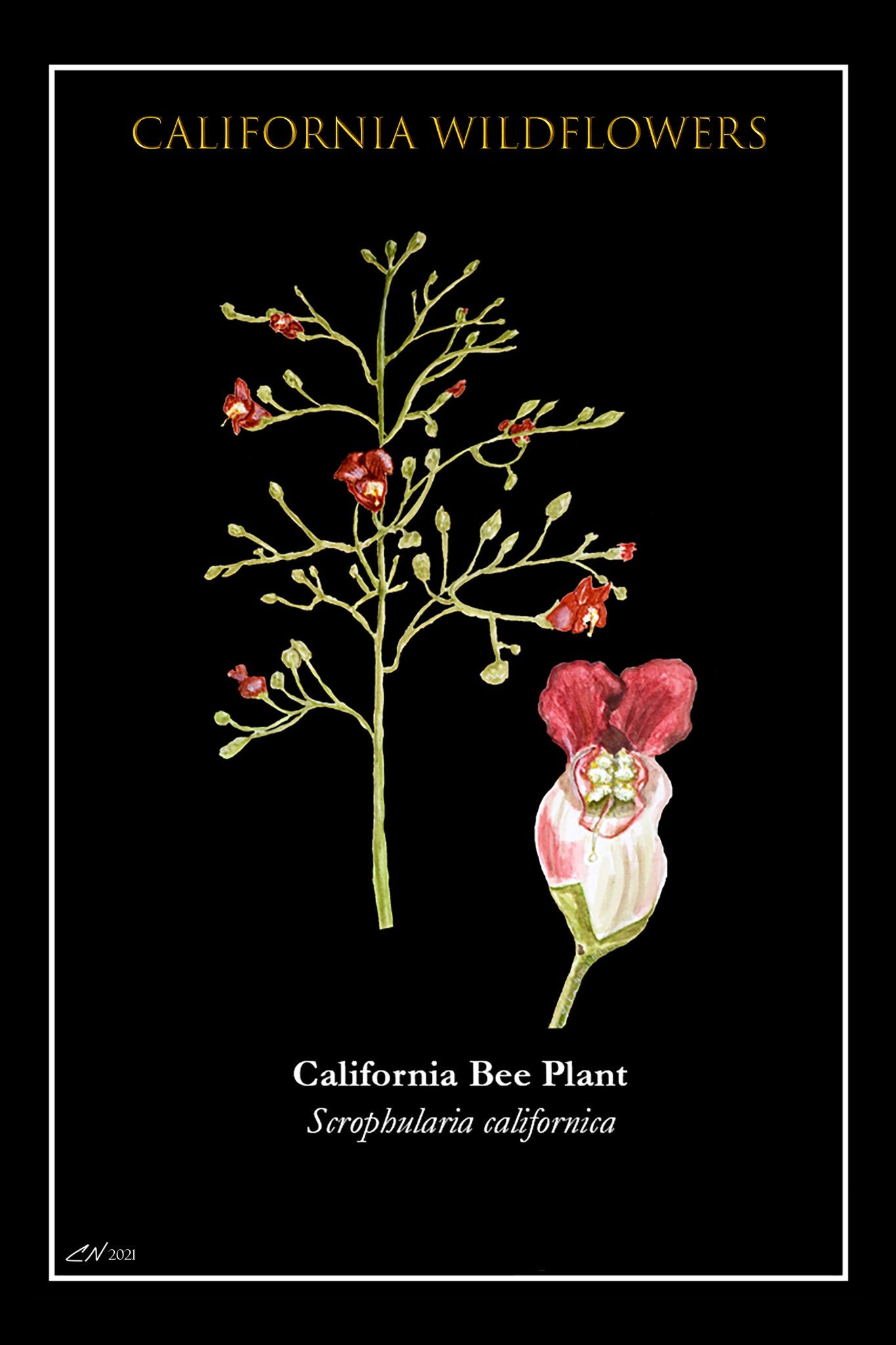 683e16a374d7c71cee6e3444_bee-plant-postcard_1752186328504.jpg