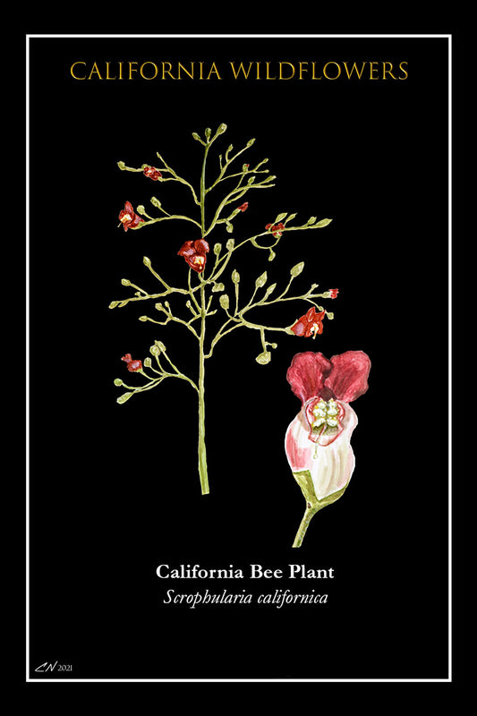 683e16a374d7c71cee6e3444_bee-plant-postcard_1752186328504.jpg