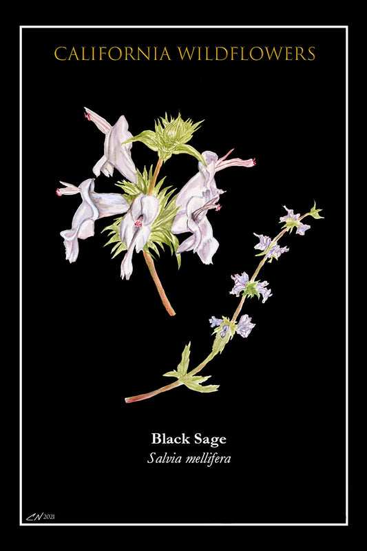683e16a374d7c71cee6e3444_black-sage-postcard_1752186550906.jpg