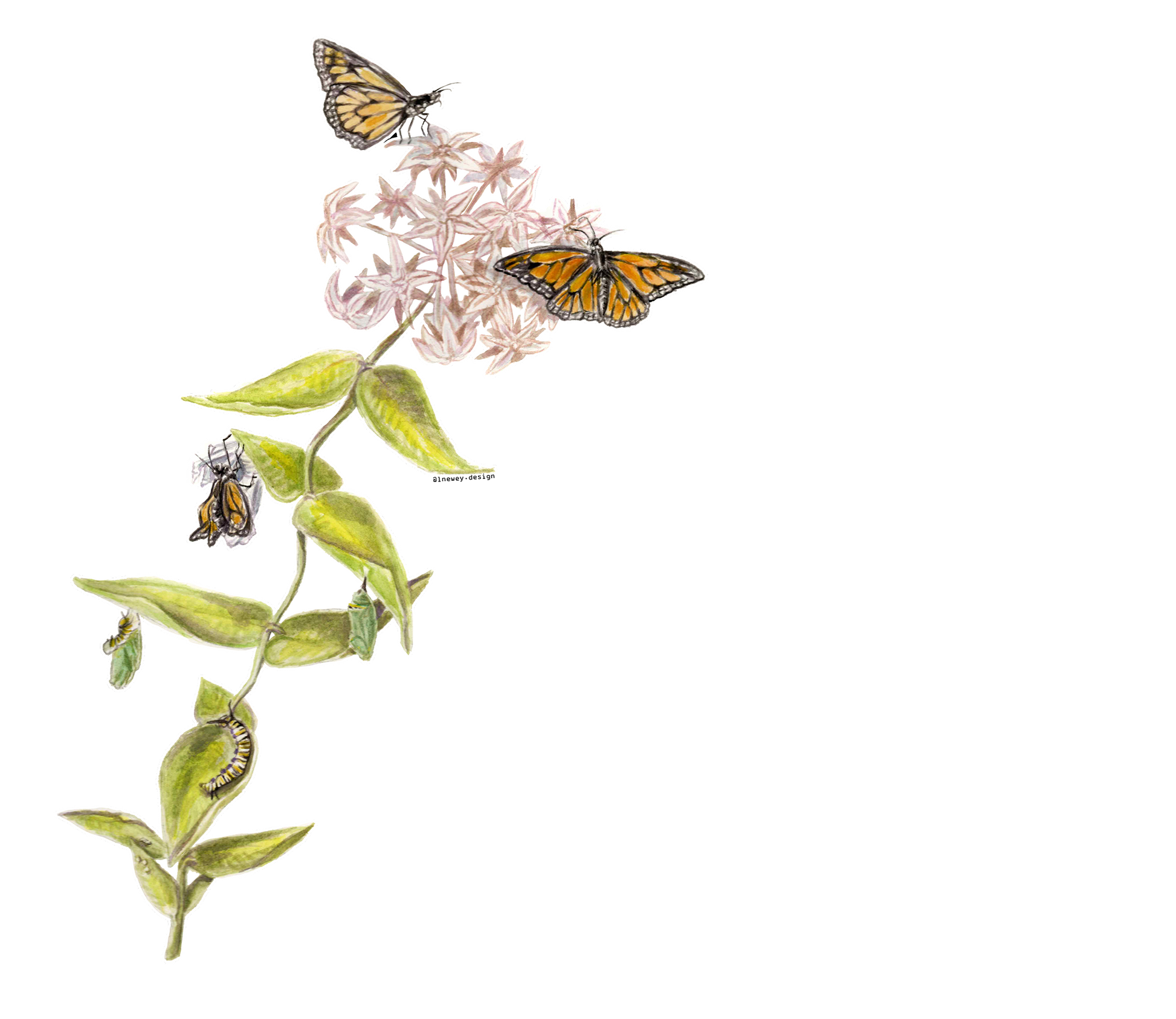 683e16a374d7c71cee6e3444_butterfly-small_1752186826485.png