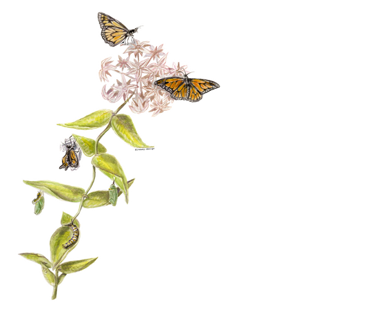 683e16a374d7c71cee6e3444_butterfly-small_1752186826485.png