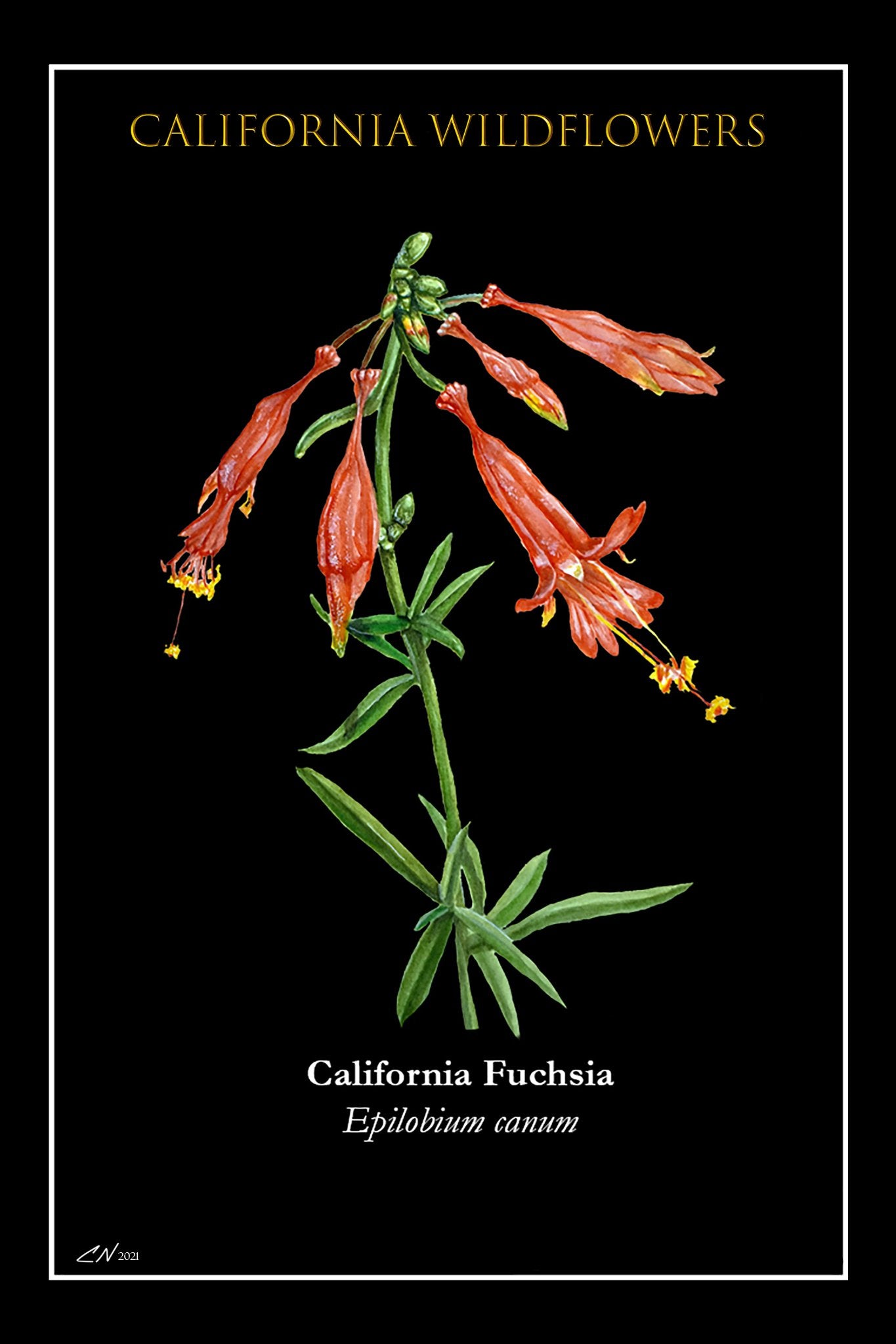 683e16a374d7c71cee6e3444_califronia-fuchsia-postcard_1752186401390.jpg