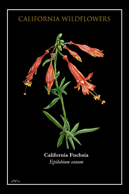 683e16a374d7c71cee6e3444_califronia-fuchsia-postcard_1752186401390.jpg