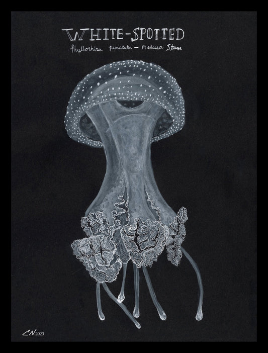 683e16a374d7c71cee6e3444_jellyfish_1752186144415.jpg