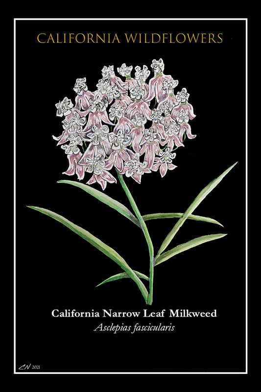 683e16a374d7c71cee6e3444_milkweed-postcard_1752186244302.jpg