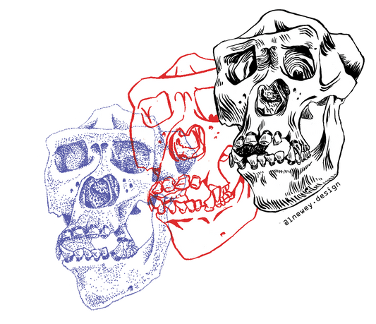 683e16a374d7c71cee6e3444_newey-gorilla-skulls_1752185667834.png