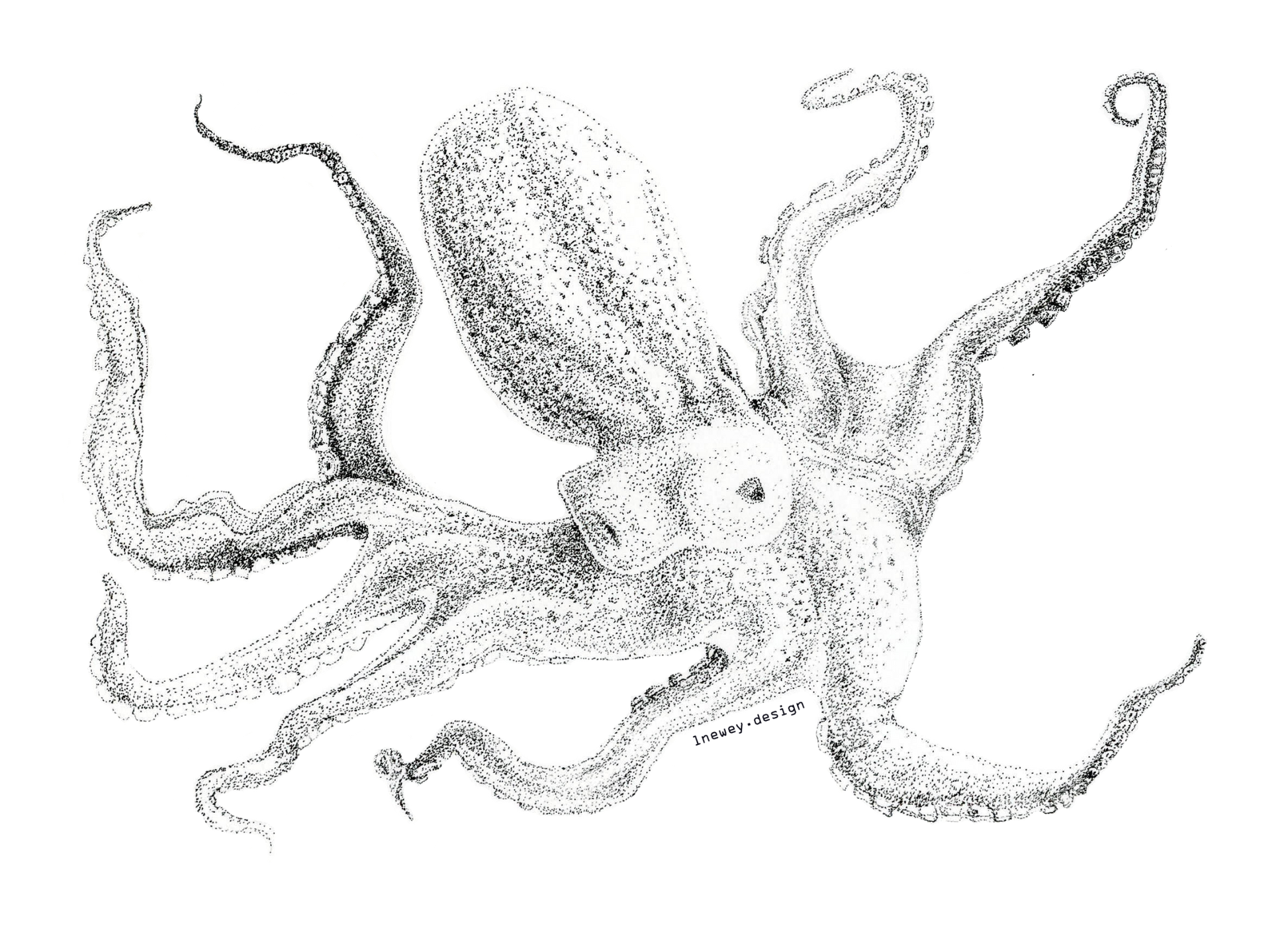 683e16a374d7c71cee6e3444_newey-octopus-sticker_1752185876550.png