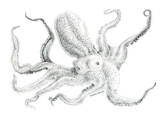 683e16a374d7c71cee6e3444_newey-octopus-sticker_1752185876550.png