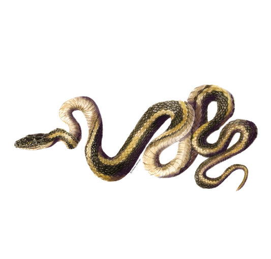 683e16a374d7c71cee6e3444_snake-sticker-copy_1752184865997.png
