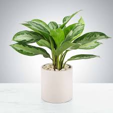 ChineseEvergreen.jpeg