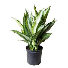 Dieffenbachia.jpeg