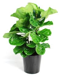 FicusBush.jpeg