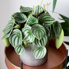 Peperomia,Watermelon.jpeg