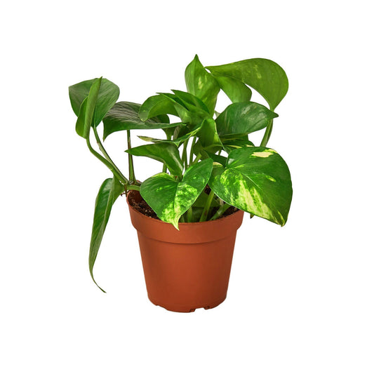 Pothos 'Golden' - 4 Pot.jpeg