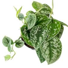 SatinPothos.jpeg