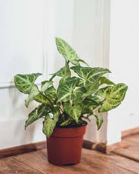 WhiteButterflySyngonium.jpeg