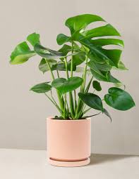 monstera.jpeg